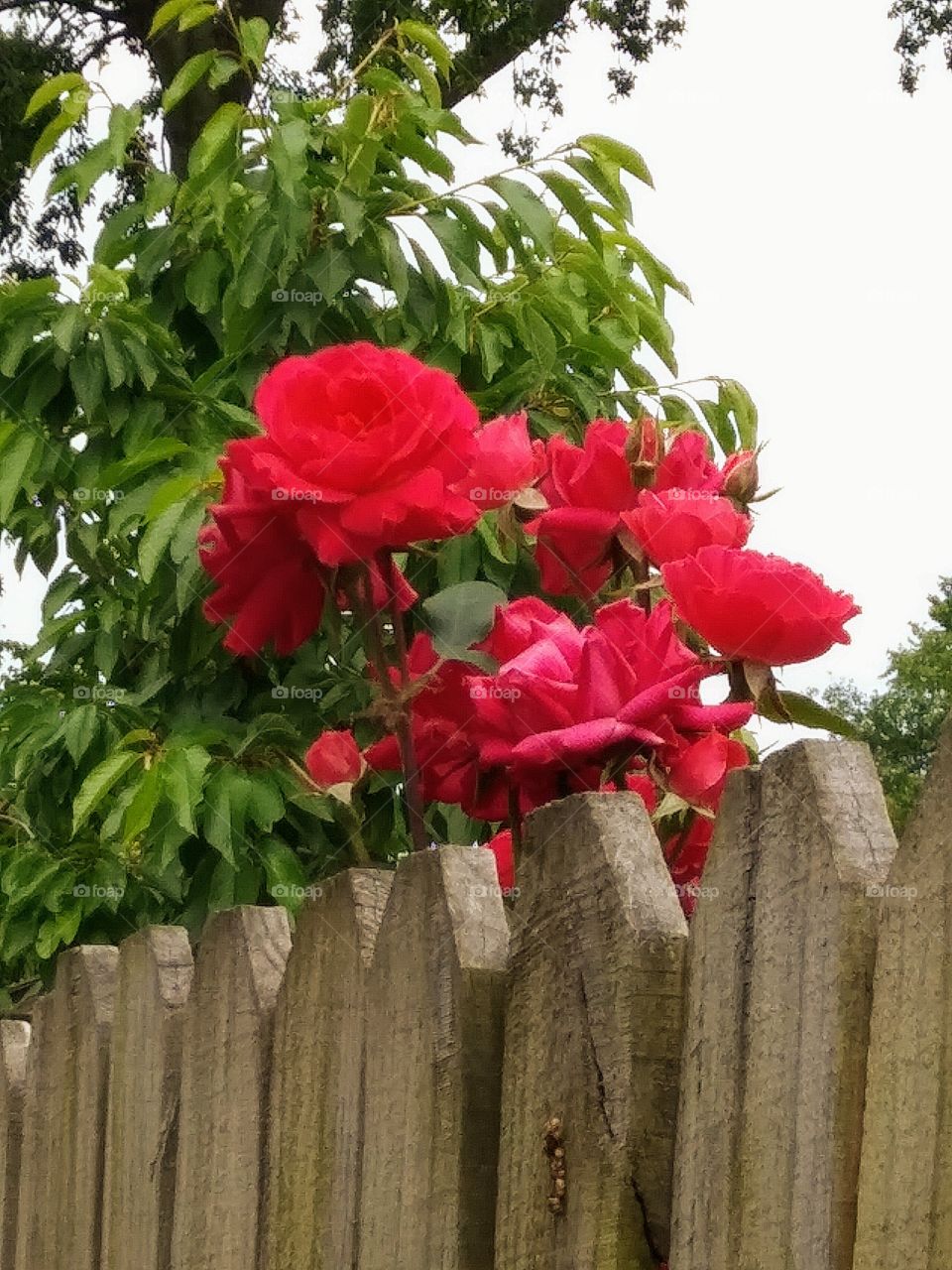 roses on a fence