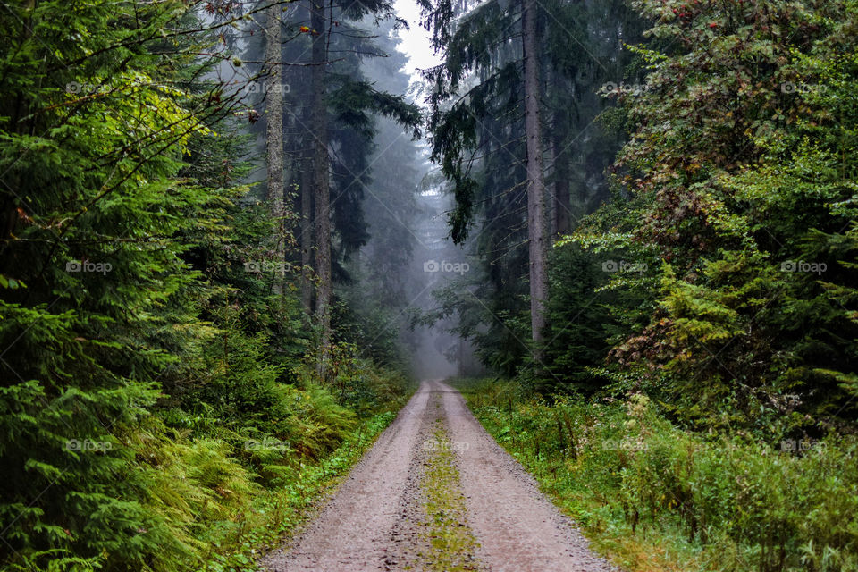 Dirt road passing through forest