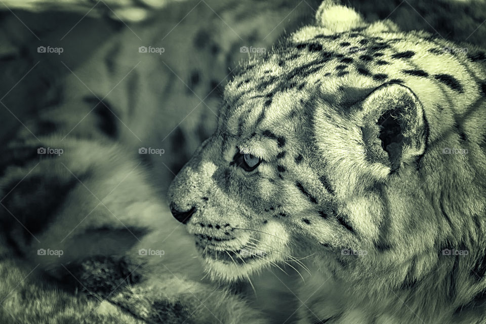 Snow leopard portrait 