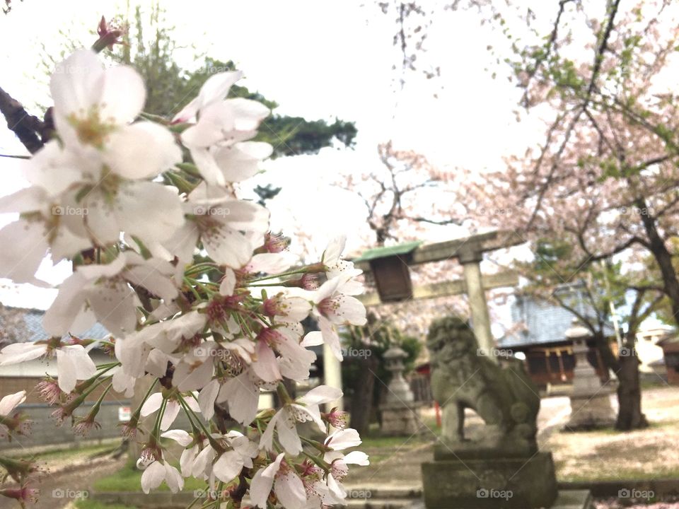  cherry blossom ＆ Shinto shrine