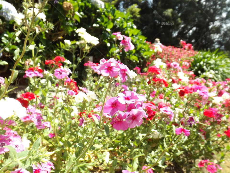 Phlox paniculata