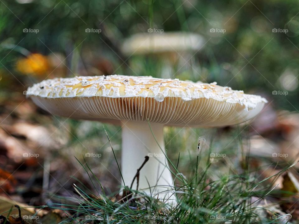 Toad Stool