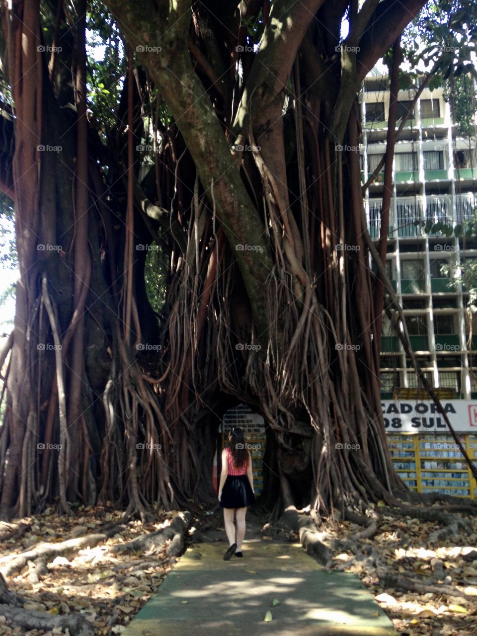 Walking towards a huge tree