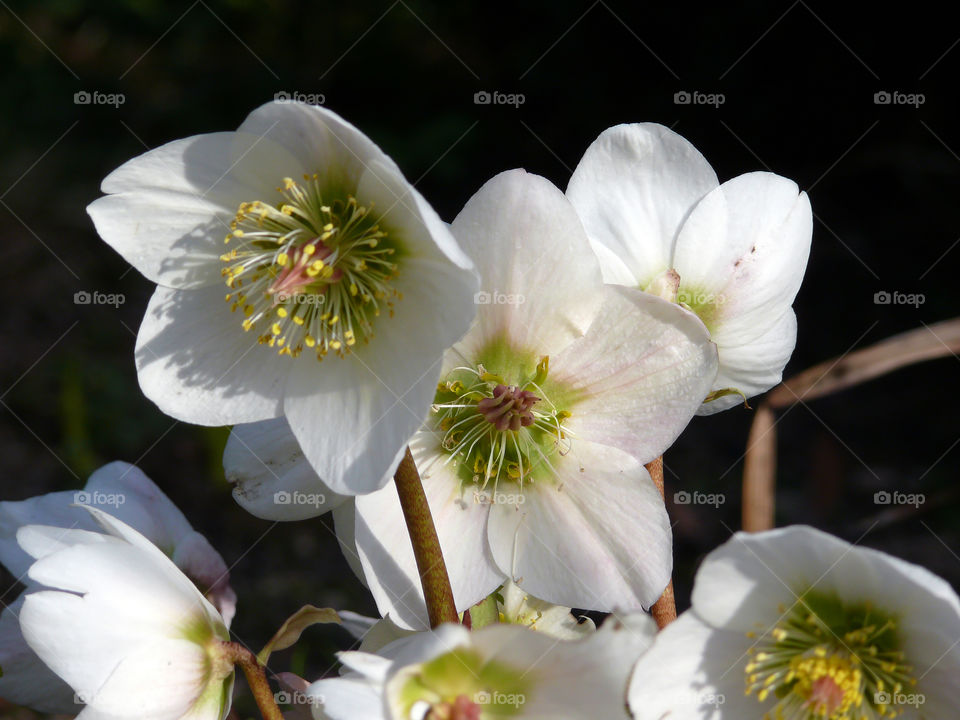 Close-up of white flowers in Piechowice, Poland.