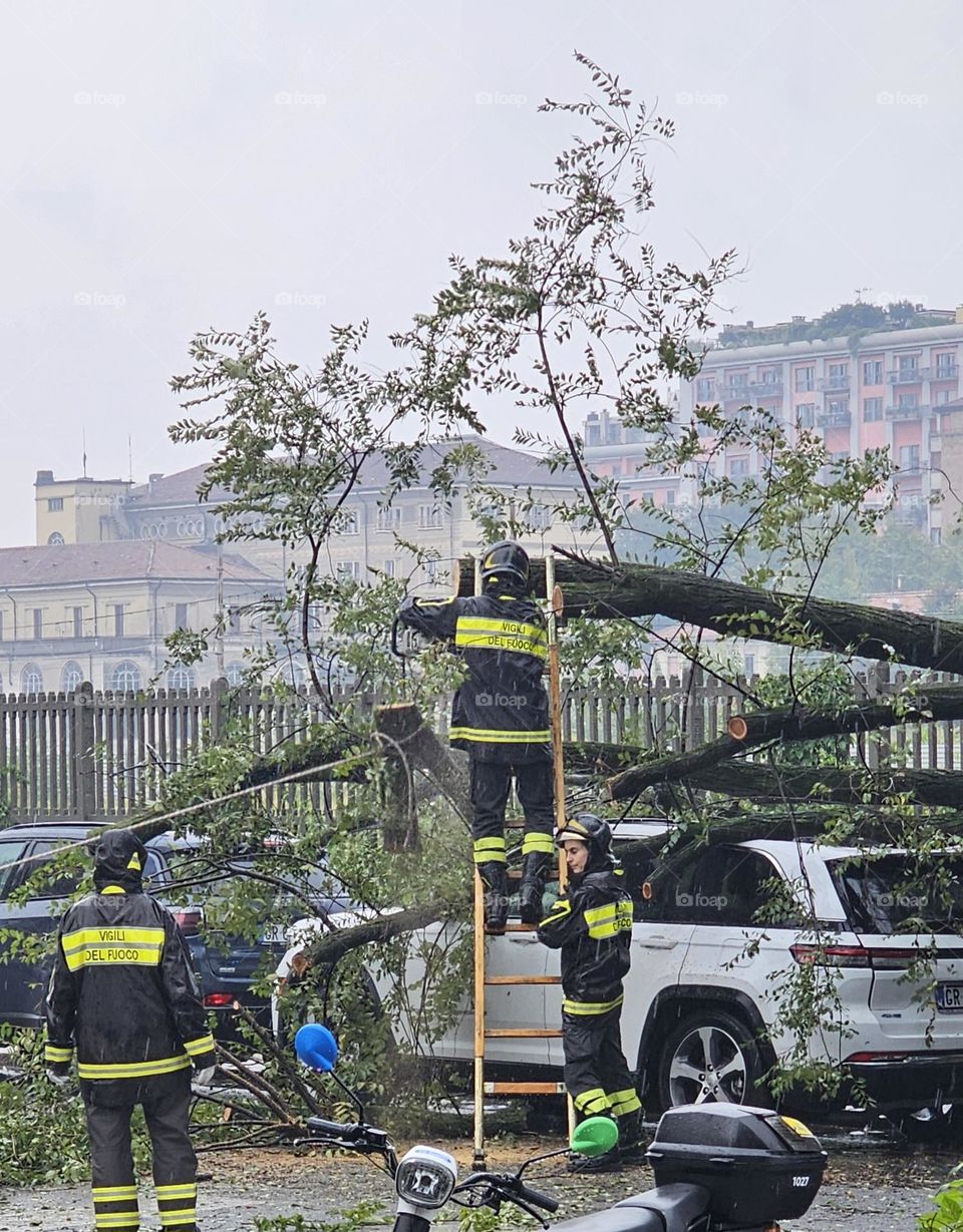 un arbre tombe sur une voiture