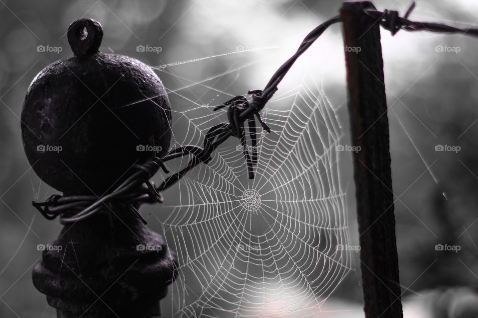 Web