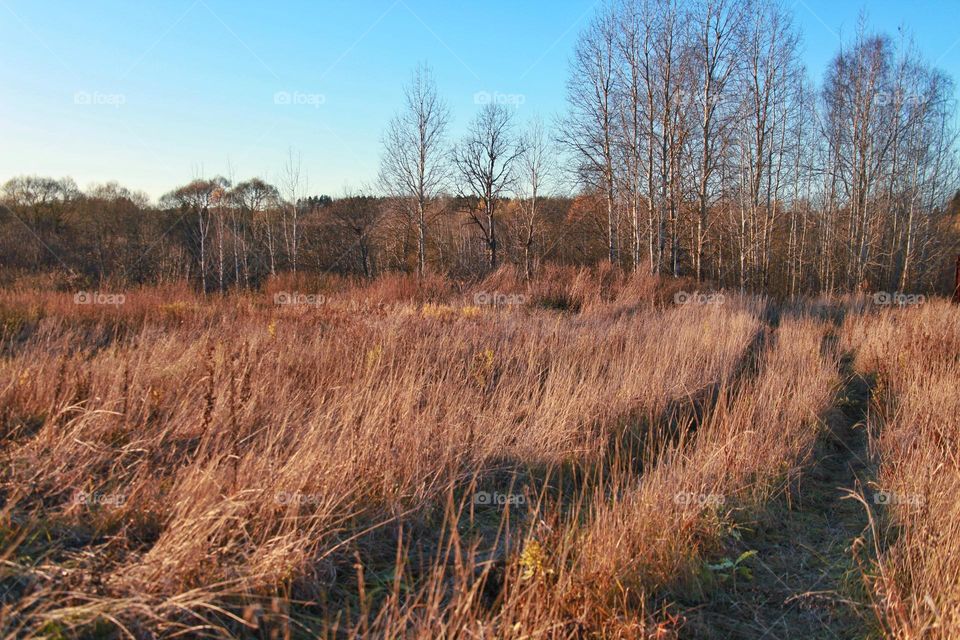 dry field and bare trees without leaves