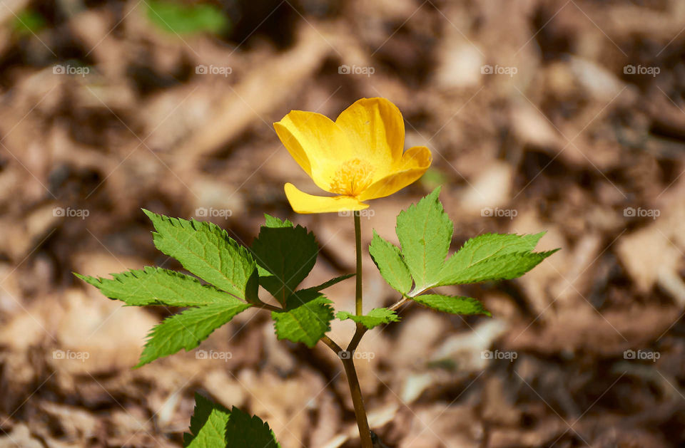 Yellow flower in the forest