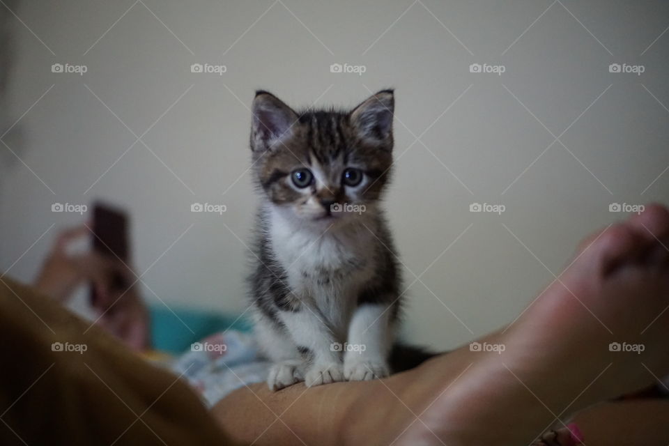 little cat plays in bedroom
