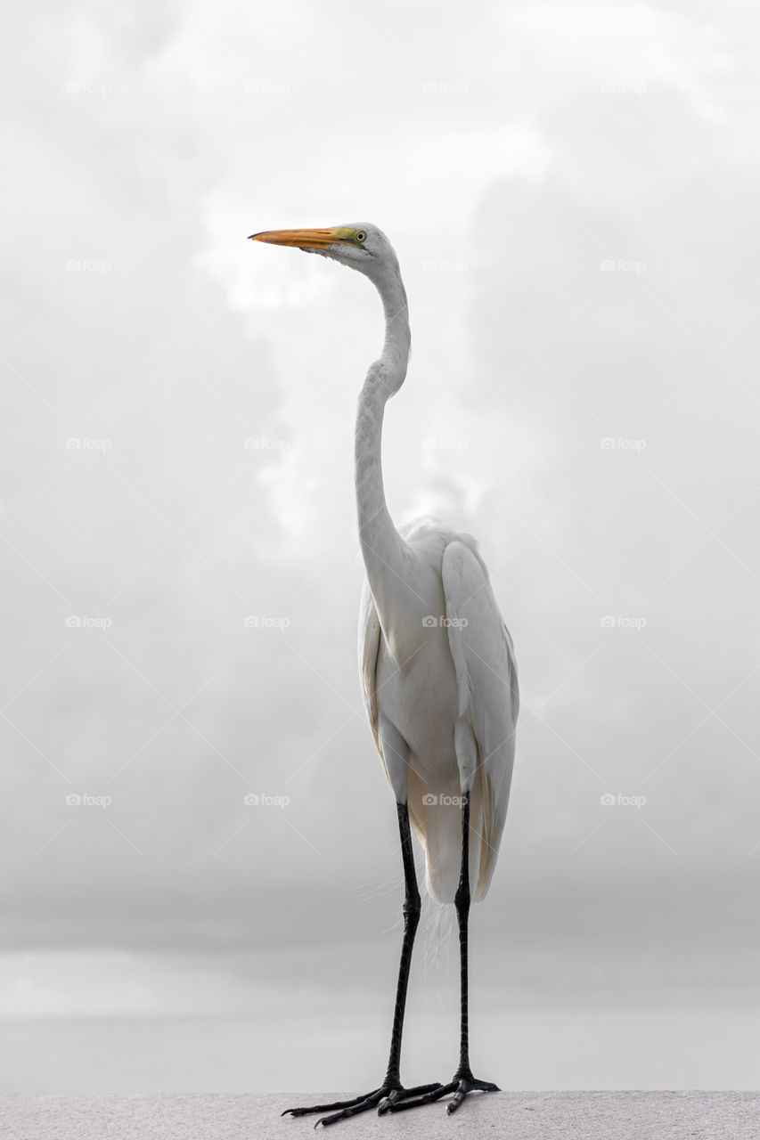 Portrait of beautiful wild white egret bird 