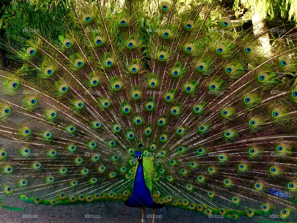 Peacock