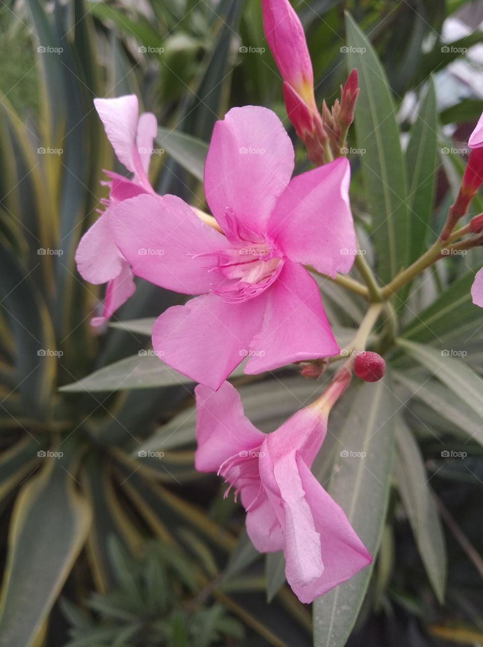 pink flower seasonal fresh shurb small size looks very beautiful generally found everywhere