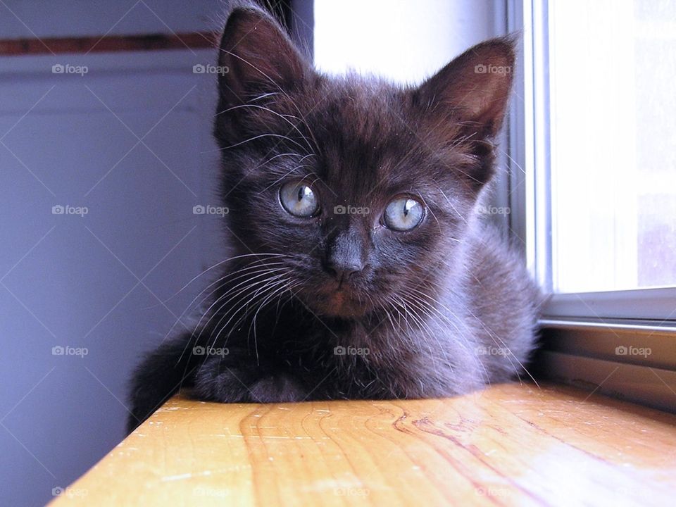 Jet Black. Foster kitten waiting for new home