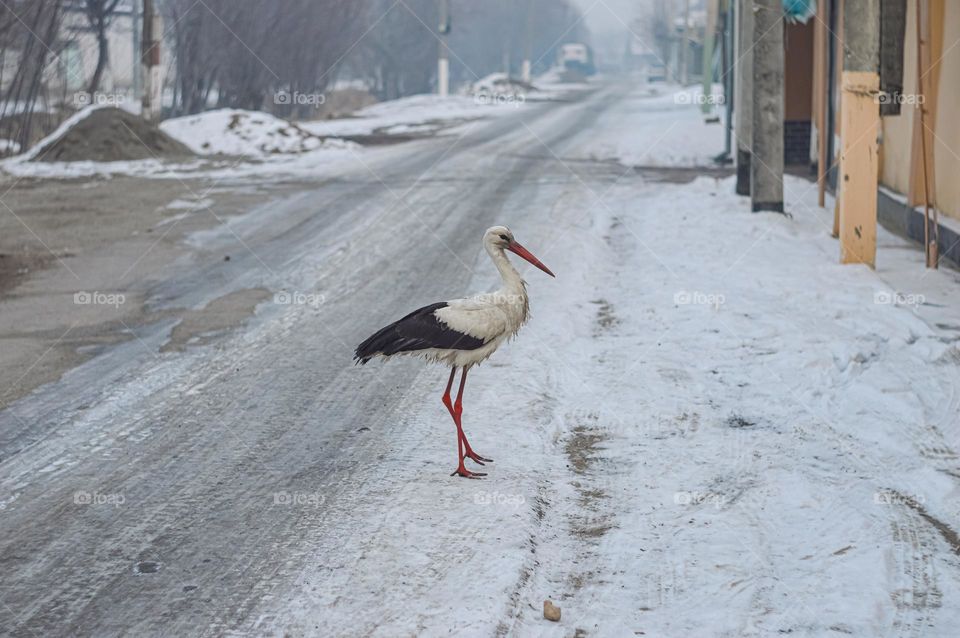 Stork is looking for food on a country of winter road