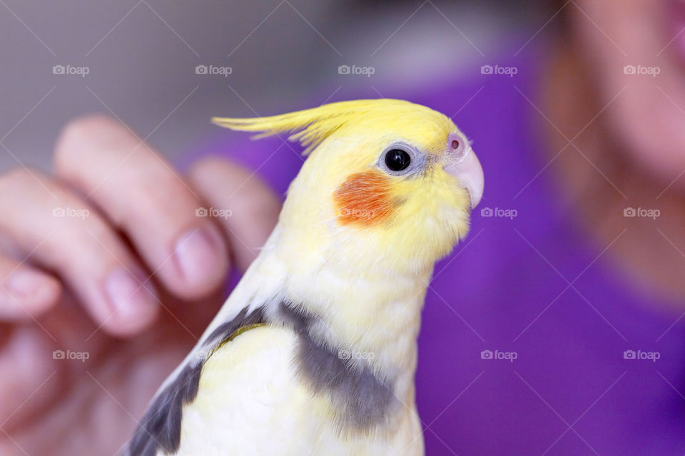 Cute parrot portrait. Color clash yellow and violet.