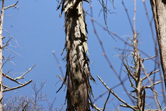 shaggy bark