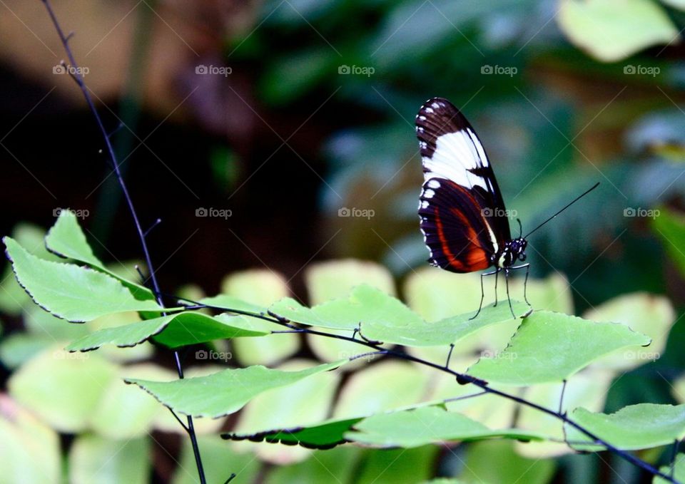 Orange Butterfly 