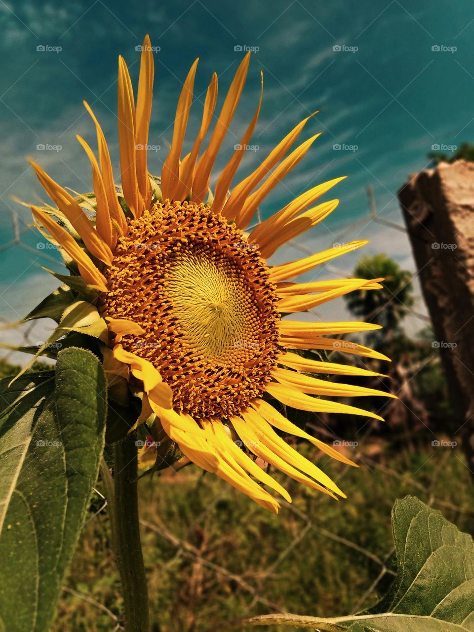 sunflower
