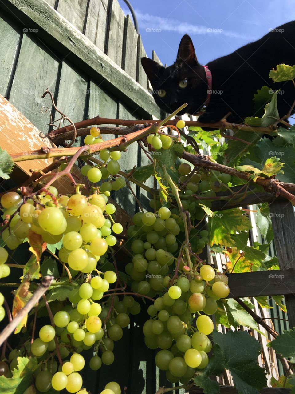 Picking grapes with a companion 