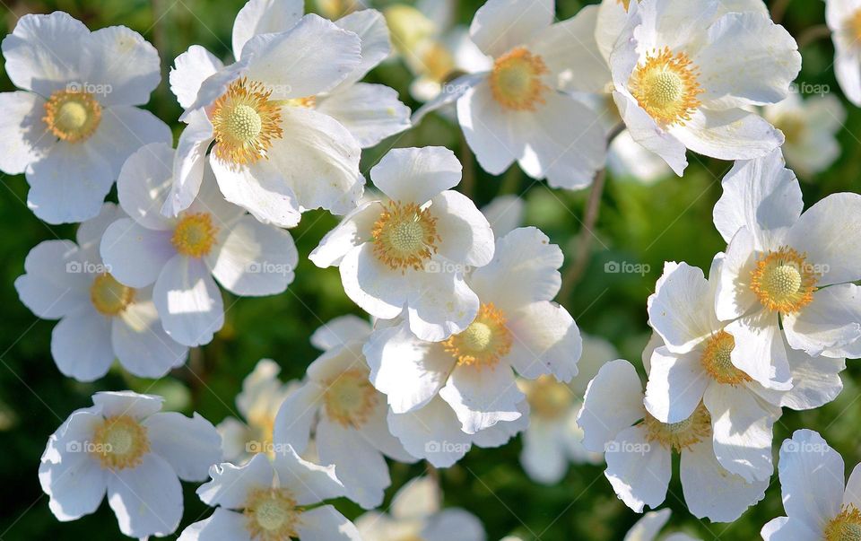 Beautiful and cute flowers