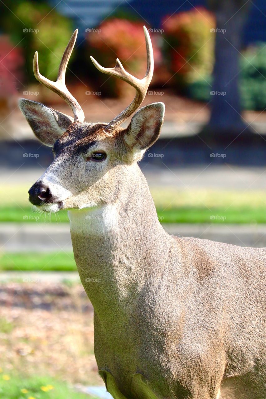 A buck takes a moment while foraging to observe his surroundings in a suburban neighborhood 