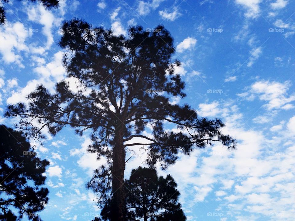 Blue sky pine
