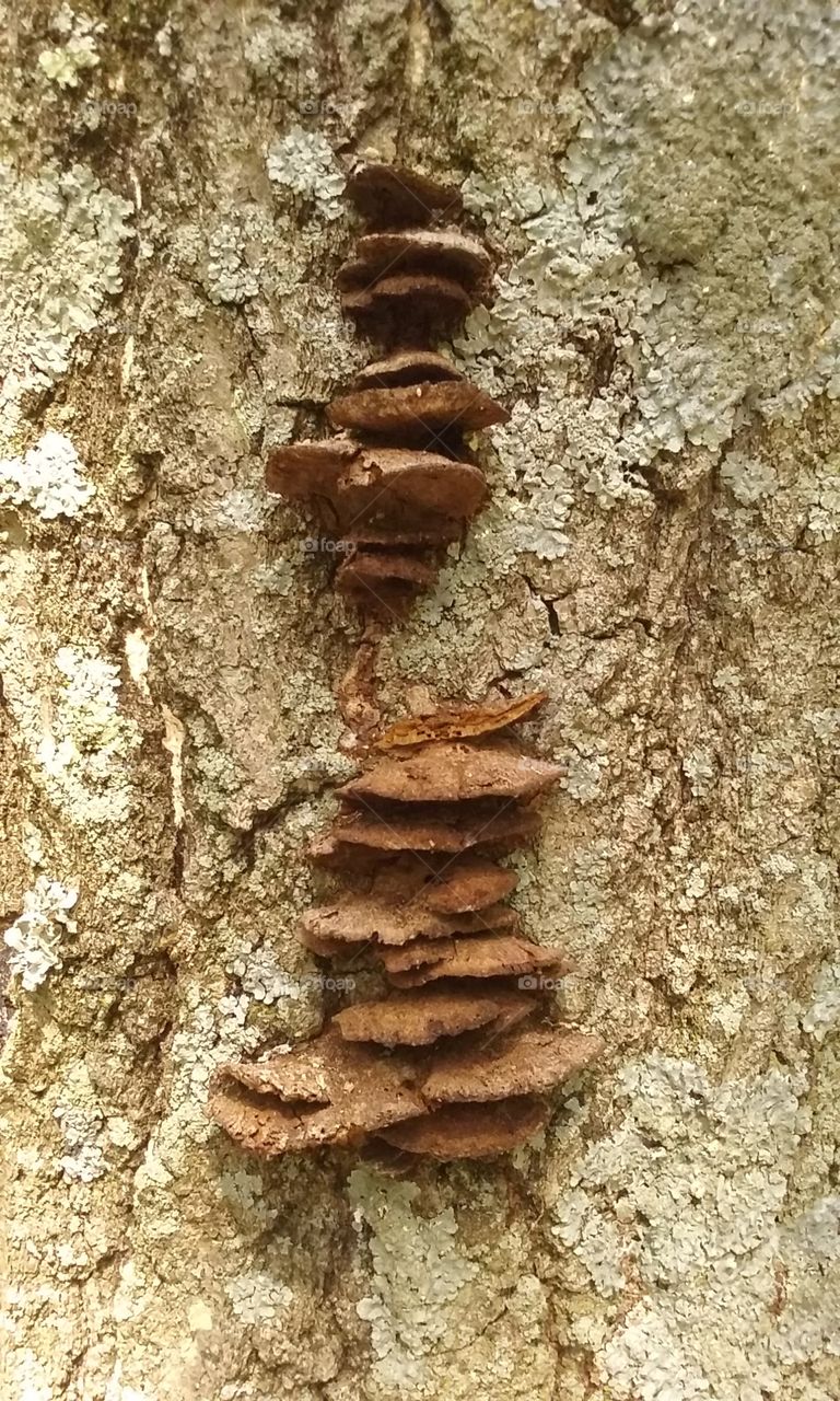 Tree shrooms