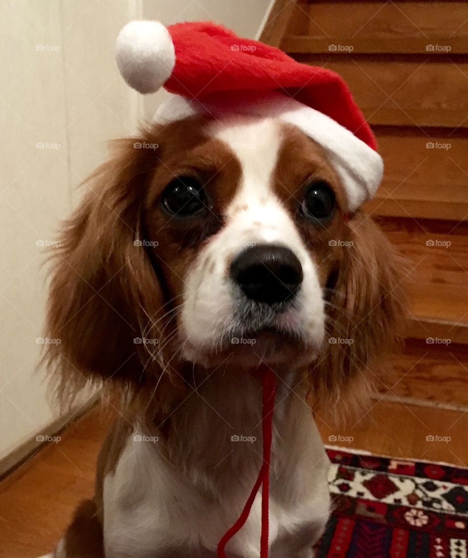 Christmas dog