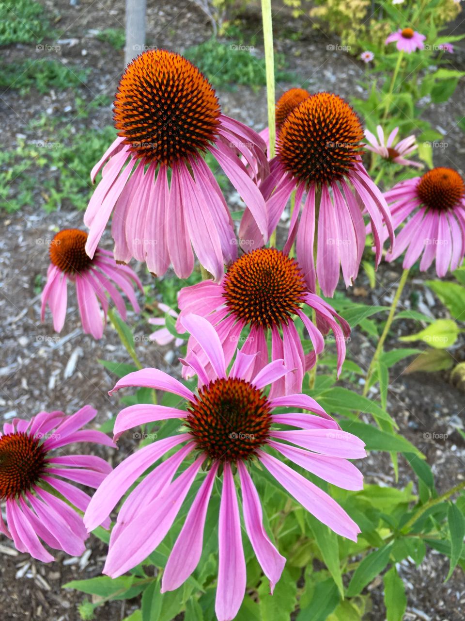 Group of Coneflowers 