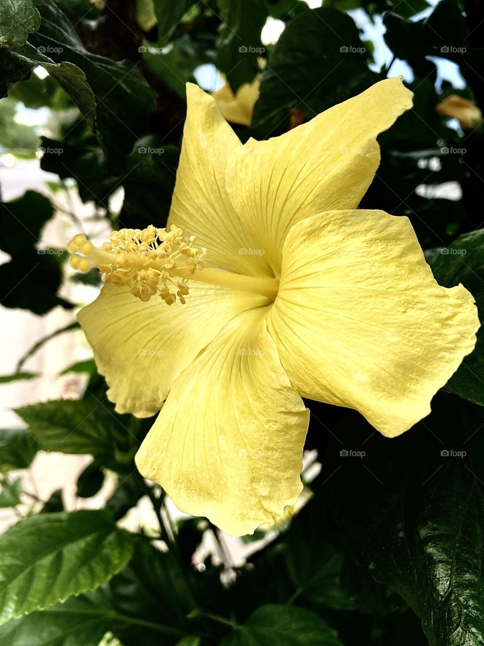 🌹 🇺🇸 Very beautiful flowers to brighten our day.  Live nature and its beauty. Did you like the delicate petals? / 🇧🇷 Flores muito bonitas para alegrar nosso dia. Viva a natureza e sua beleza. Gostaram das pétalas delicadas? 