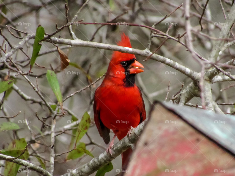 red cardinal bird on tree branch eating seed
