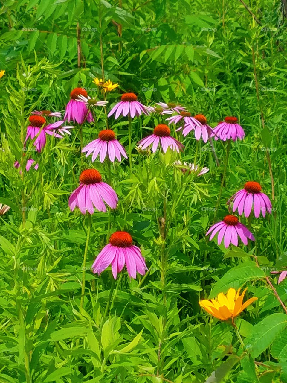 Echinacea at Minneopa State Park