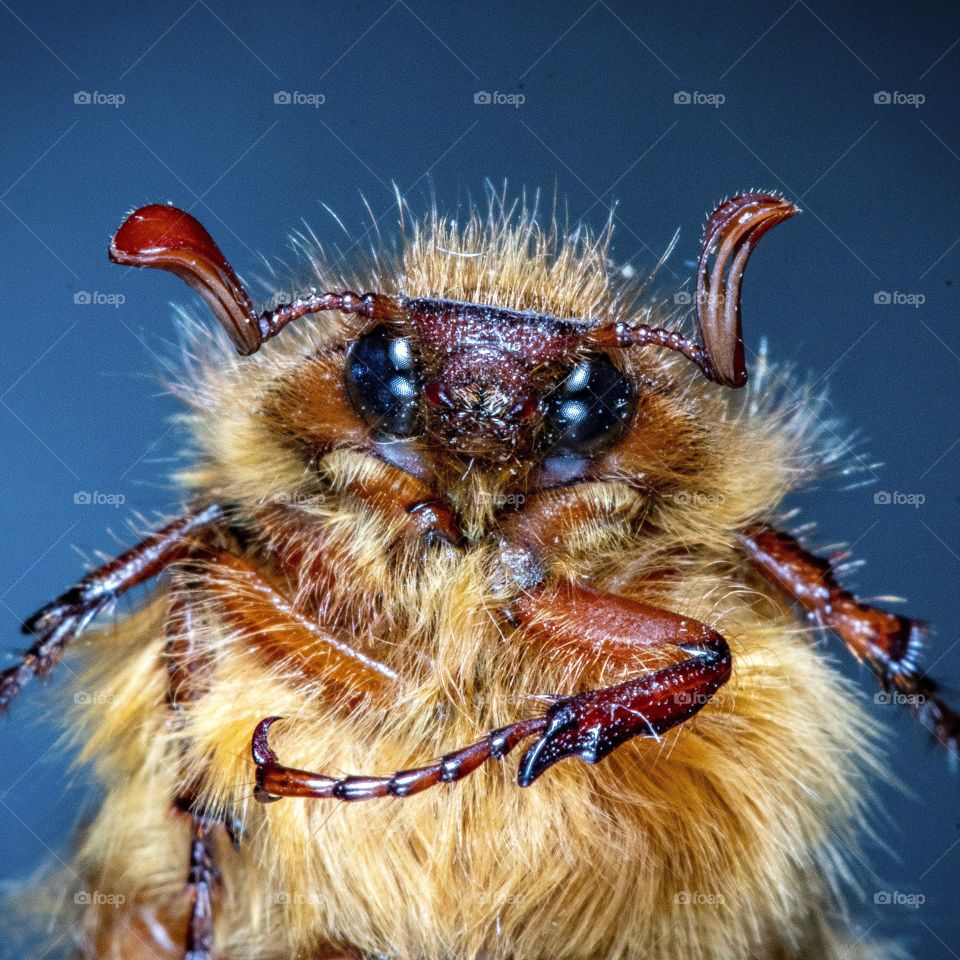 Beatles macro photography