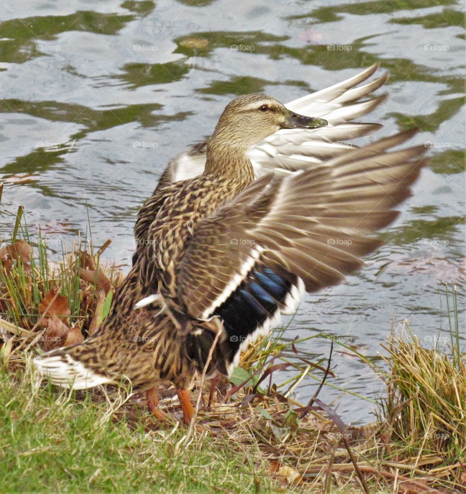 Wings and feathers