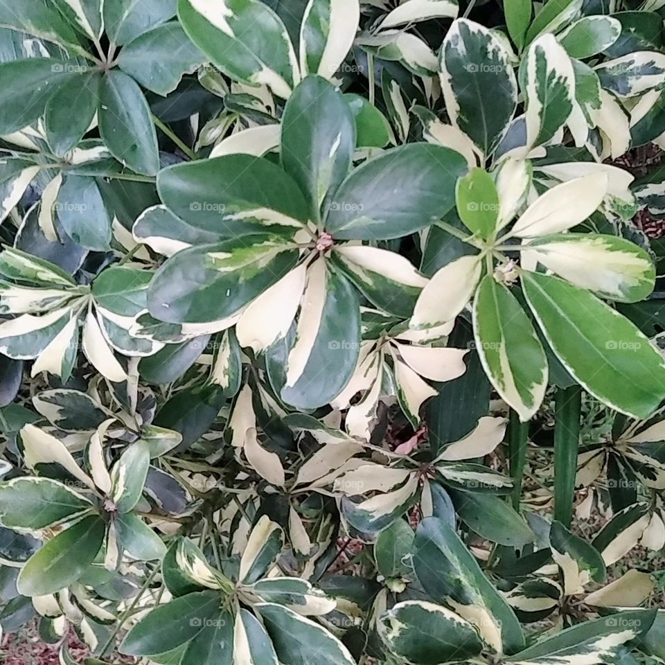 Leaf plants 5 , with mix coloration green and yellow