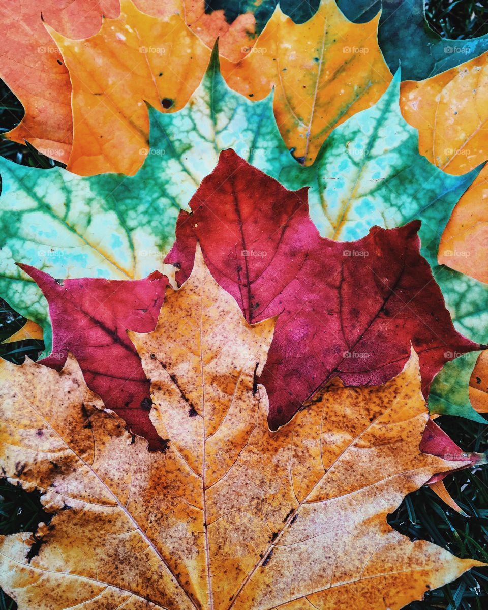 Fall, Leaf, Maple, Descending, Modify