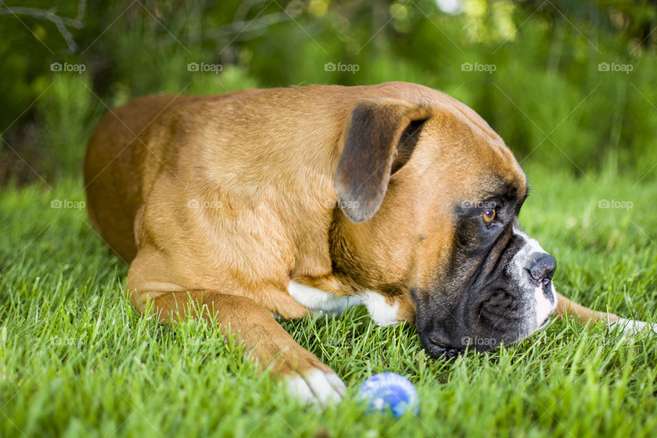 Grass, Dog, Mammal, Animal, Cute