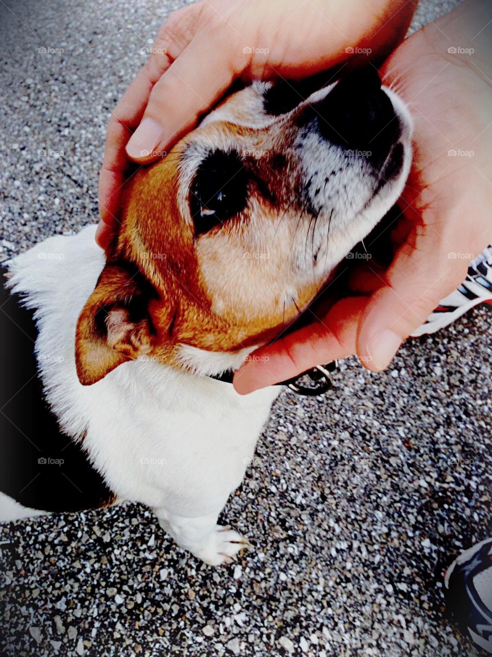 A beautiful moment expressing the human animal bond. A tricolored doe eyed dog in the embrace of human hands.