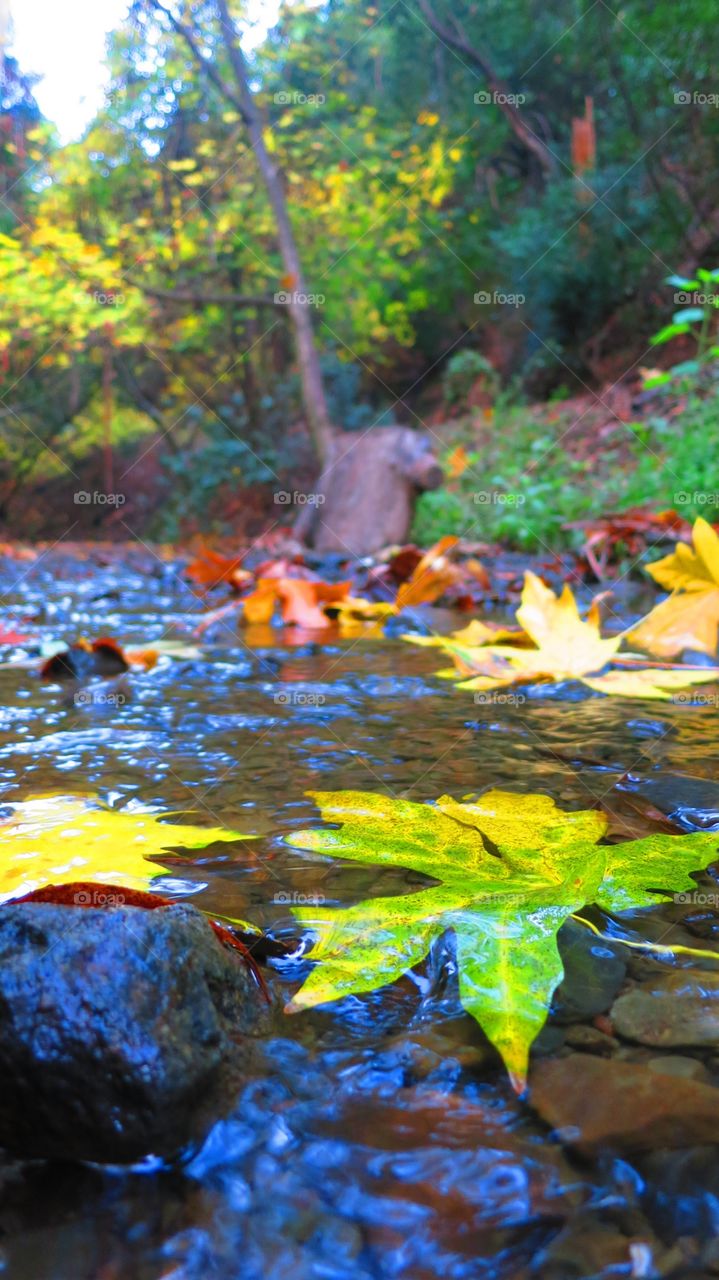 Fall, Water, Leaf, River, No Person