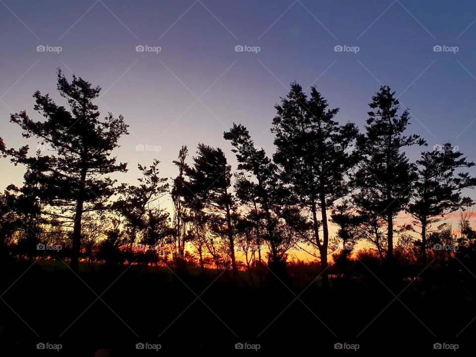 Twilight Silhouettes: Trees Against a Painted Sky