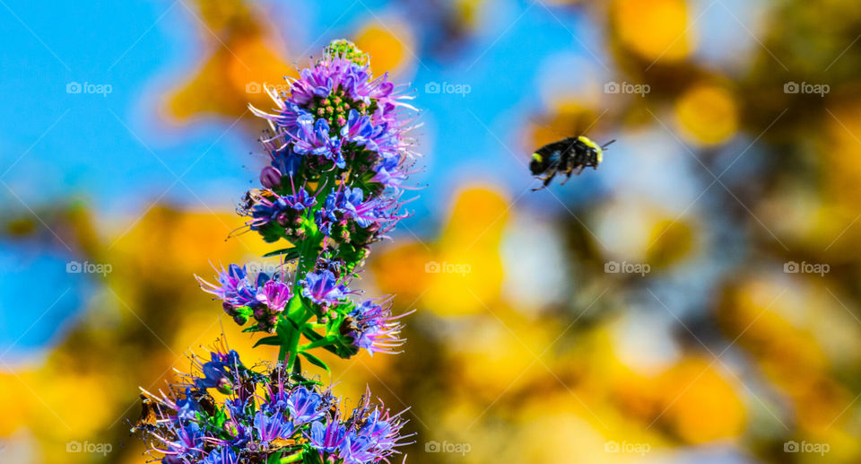 flower bee