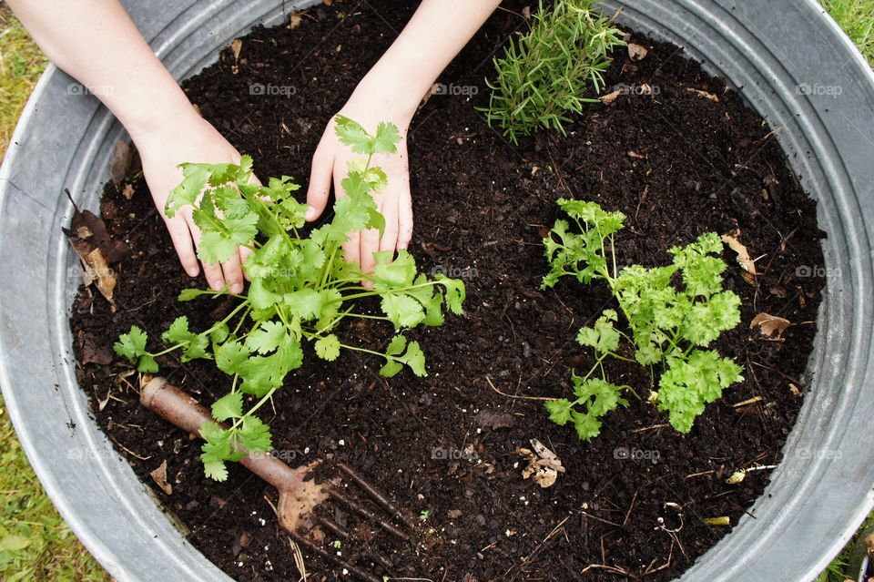 Woman planting herbs in a small raised bed garden.