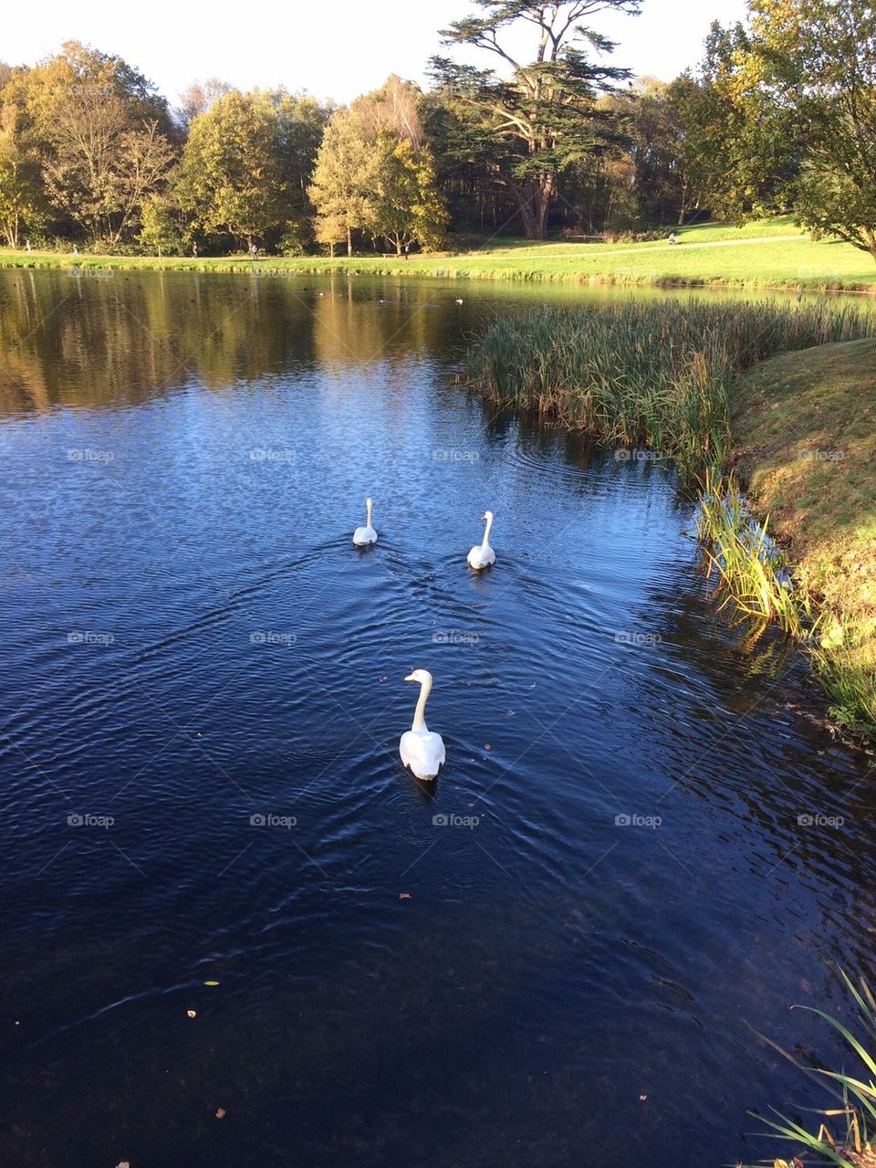 Swans on Painshill lake in November sunshine