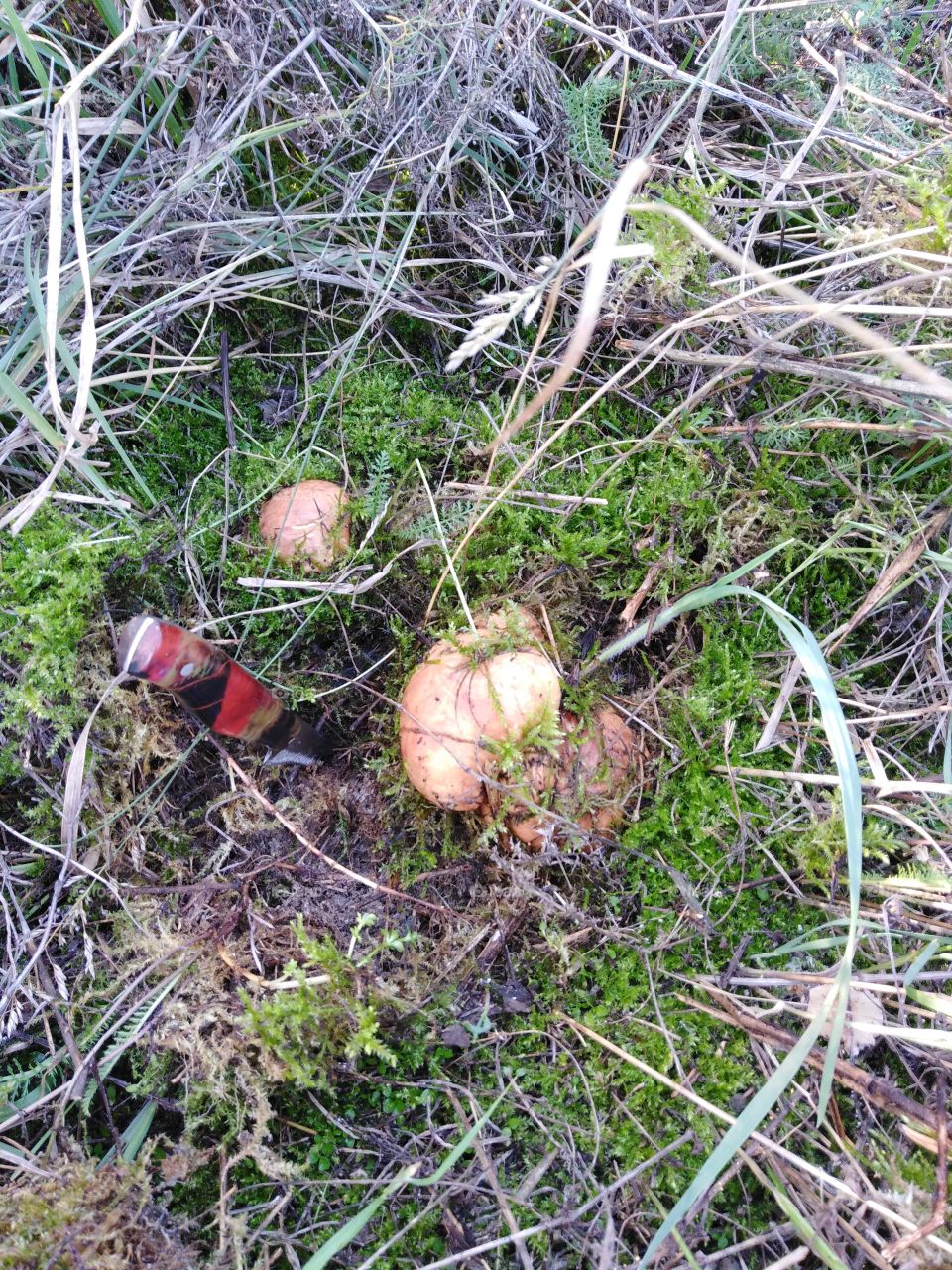 Тихая охота