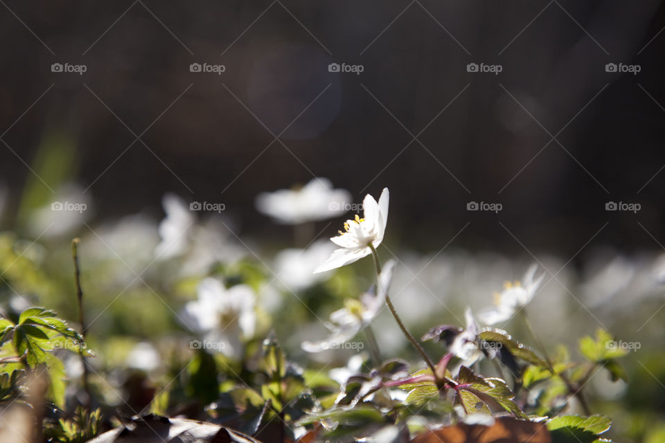 Wood anemone flowers in sunlight