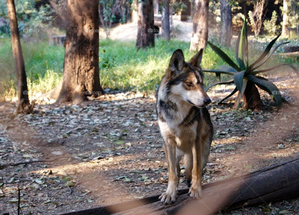 Mexican Wolf