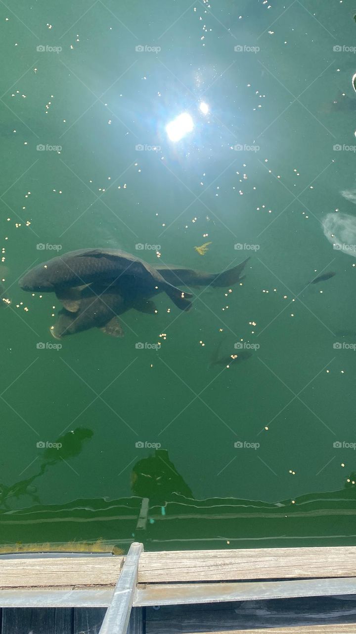 Fish swimming around 