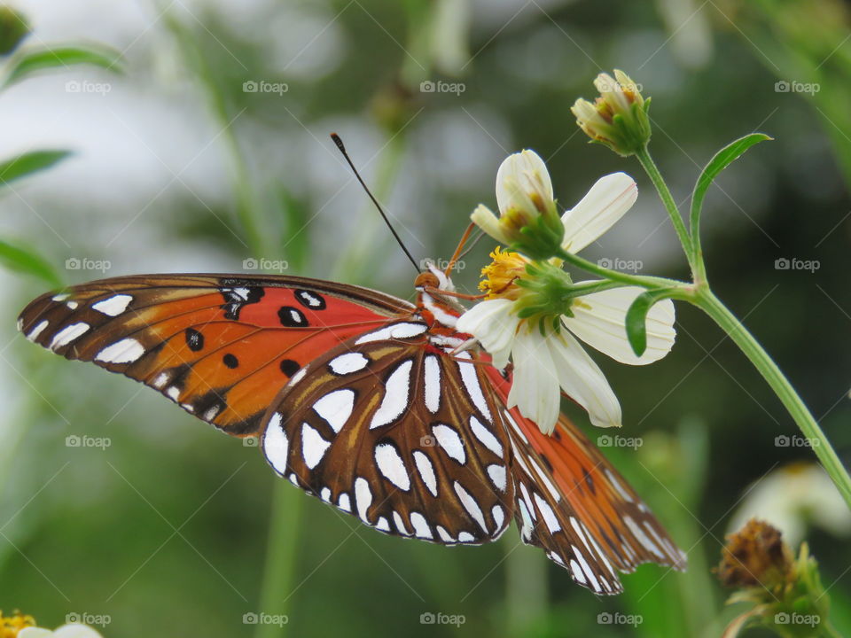 gulf fritillary