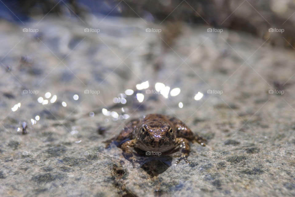 frog in the water on a river rock