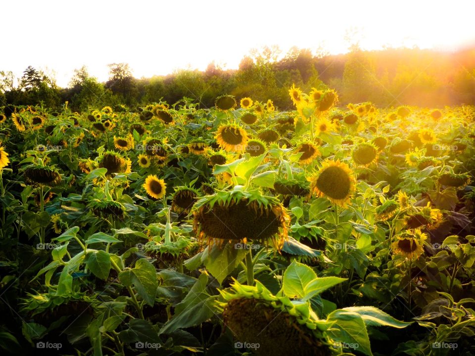 Field of Sunshine. A field of sunflowers at sunset, backlit with the last of the golden sunlight at the end of a summer day.